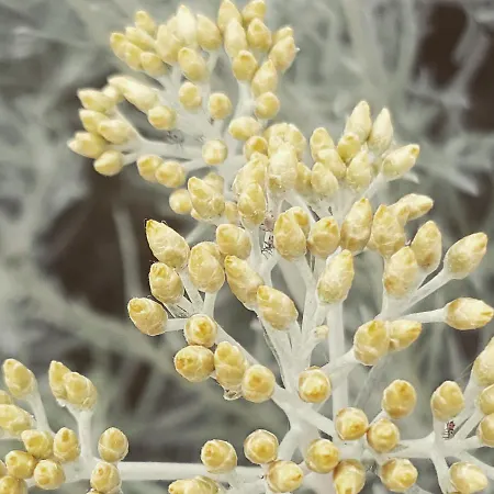 Skandi1 * 말린스카